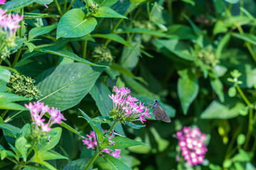 Brazilian Skipper on purple Pentas flowers, butterfly close-up 