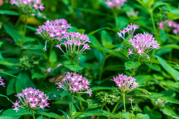 Brazilian Skipper on purple flowers, butterfly close-up 
