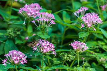 Brazilian Skipper on purple flowers, butterfly close-up 