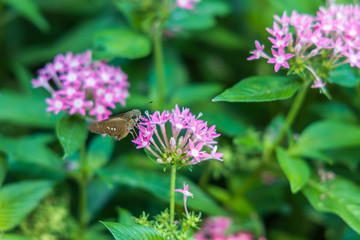 Brazilian Skipper on purple flowers, butterfly close-up 