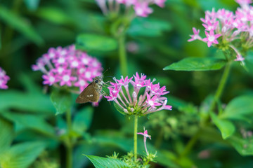 Brazilian Skipper on purple flowers, butterfly close-up 