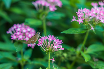 Brazilian Skipper on purple flowers, butterfly close-up 