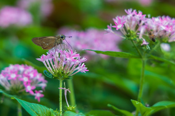 Brazilian Skipper on purple flowers, butterfly close-up 