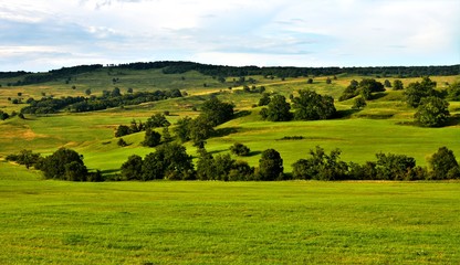 Fototapeta na wymiar a green field with trees