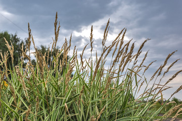 Naklejka premium grass and sky