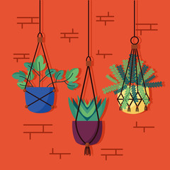 decorative house plants interior design