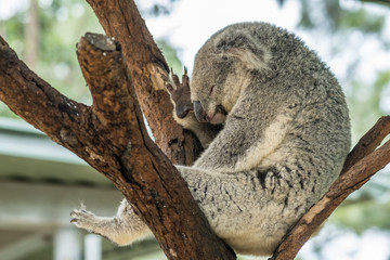 Sleepy Koala in a tree