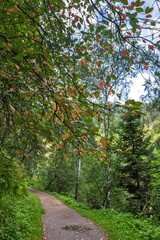 road through the forest to the mountains