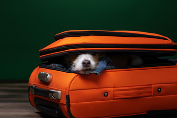 Traveling with a dog. Funny jack russell terrier in a suitcase. Pet adventure