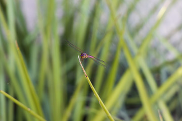 Brown hawker dragonfly on blade of grass, close-up