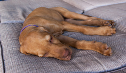 Portrait of an adorable little brown puppy vizsla and its foot sleeping comfortably and relaxed over a grey brown couch