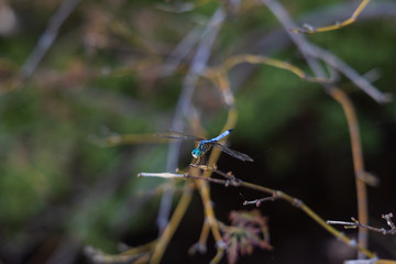 Blue Dasher dragonfly on tree branch, close-up