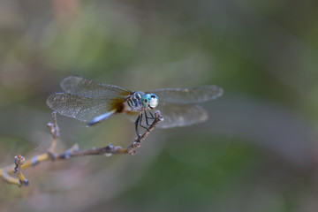 Blue Dasher dragonfly on tree branch, close-up