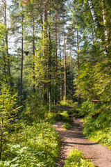 road through the forest to the mountains