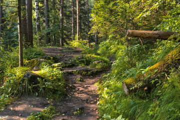 Obraz premium road through the forest to the mountains