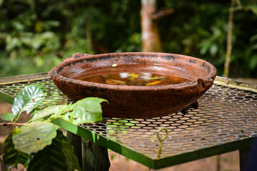 clay pot with water and leaves in the forest