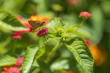Fiery Skipper, butterfly sitting on Lantana flowers, close-up