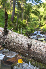 river in the mountains