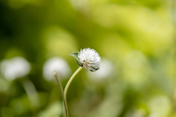 White globe-shaped flower with green background, close-up