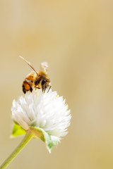 Bumblebee collecting pollen on white globe-shaped flower with green background