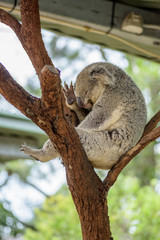 Lazy Koala sleeping in the tree 