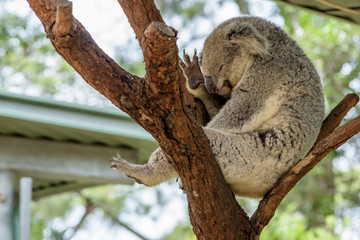 Lazy Koala sleeping in the tree 