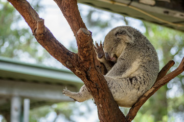 Fototapeta na wymiar Lazy Koala sleeping in the tree 