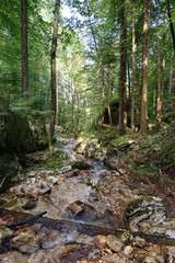 Bachlauf mit Felsen zwischen Bäumen im Wald
