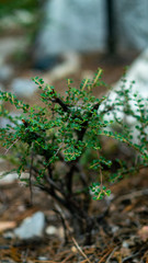 Small baby tree