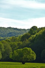 Fototapeta na wymiar landscape with raw green trees and blue sky