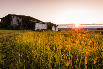Warm summer sunset over a humble farm and shanty in the Black Dirt region of Pine Island, New York