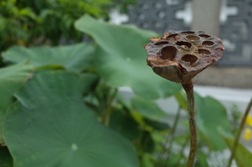 ワット・プラケオ