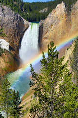 The mist of Lower Yellowstone Falls creates a rainbow in the Grand Canyon of the Yellowstone, Yellowstone National Park, WY