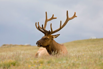 Naklejka na ściany i meble Closeup of Elk laying down in a meadow above the tree line along Trail Ridge Road. Rocky Mountain National Park, Colorado