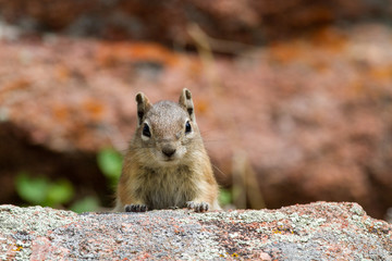 Chipmunk posing for the camera