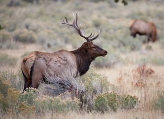 Naklejka na ściany i meble A Bull Elk forages in the grasslands of Yellowstone National Park