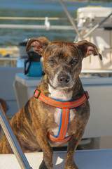 A cute little dog on a boat
