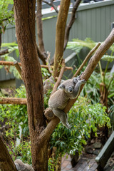 Lazy Koala sleeping in the tree 