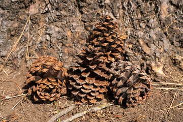 Group of pinecones