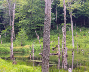 A pond with trees and reflection