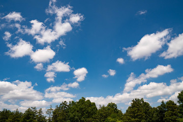 青空と森