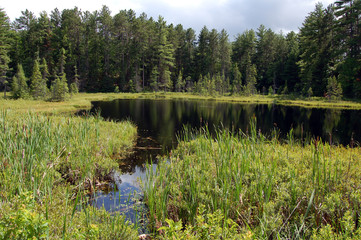 Grassy marsh in sunset light.