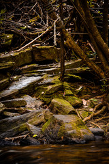 dry trees on the riverbank and rocks with mosses in the forest of chapada diamantina -brazil