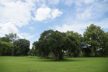 Fototapeta na wymiar green trees provide shade, blue skies, natural white clouds.