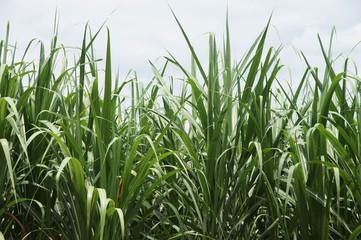 Obraz premium long, slender green cane leaves