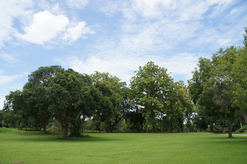 Obraz na płótnie Canvas green trees provide shade, blue skies, natural white clouds