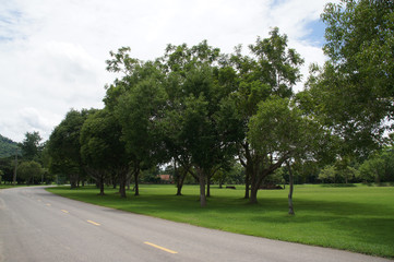 green trees provide shade, blue skies, natural white clouds