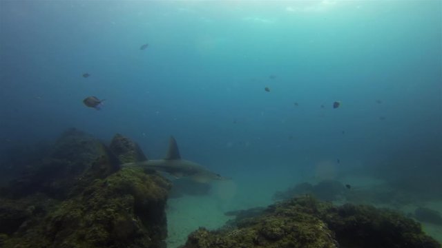 Shovelnose Ray,Whitespotted Guitarfish Or Shovelnose Shark Swimming Over Coral Reef & Bull Ray Stingray In Blue Sea. White Spotted Shovel Nosed Guitar Fish. Australian Bottom Dwelling Marine Life