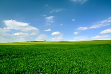 a field with green wheat