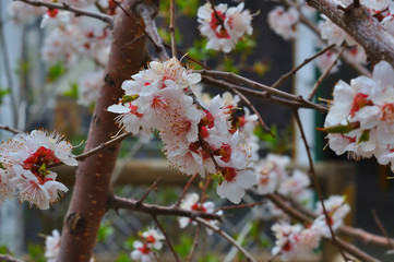 Apricot blossom in the garden
